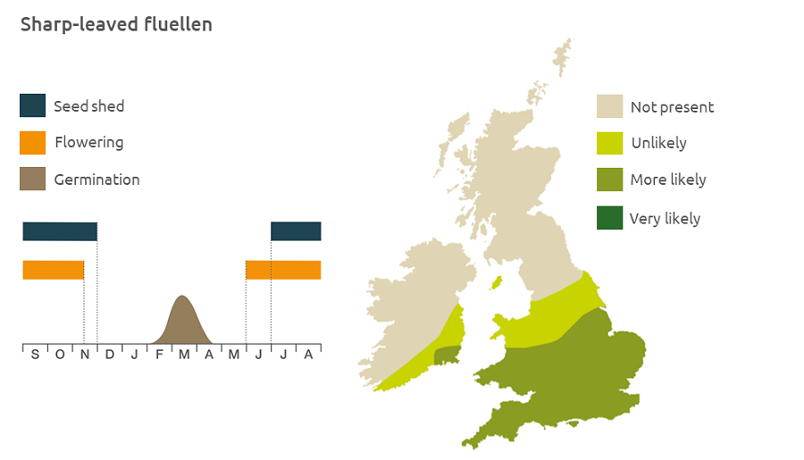 Sharp-leaved fluellen life cycle and UK distribution